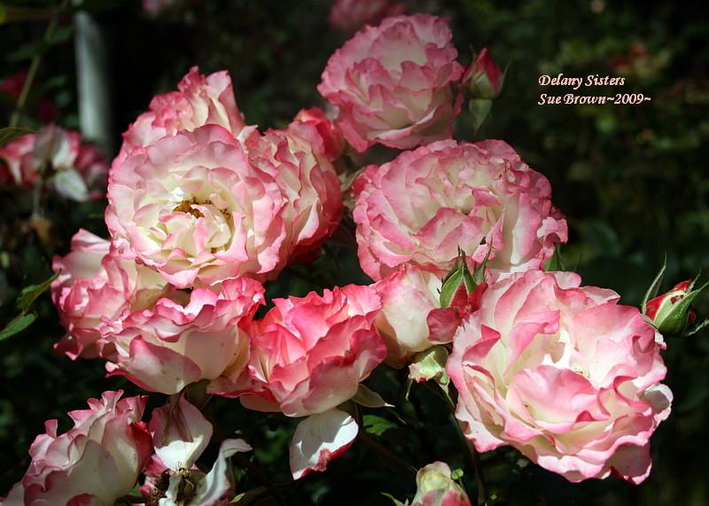 Photo of Rose (Rosa 'Delany Sisters') uploaded by Calif_Sue