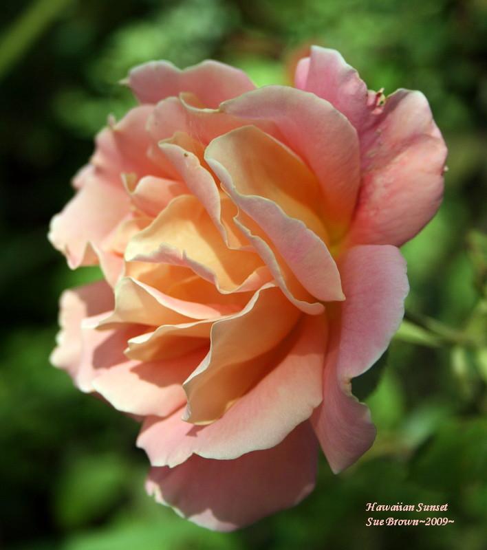 Photo of Rose (Rosa 'Hawaiian Sunset') uploaded by Calif_Sue