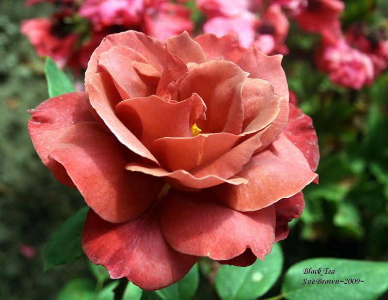 Photo of Rose (Rosa 'Black Tea') uploaded by Calif_Sue