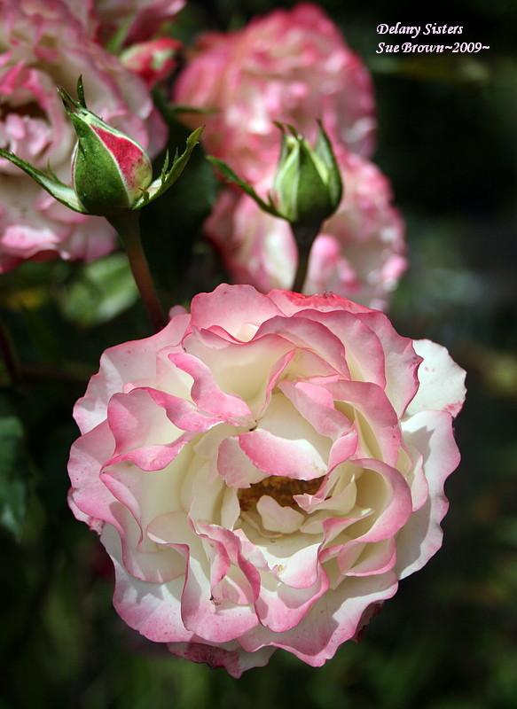 Photo of Rose (Rosa 'Delany Sisters') uploaded by Calif_Sue