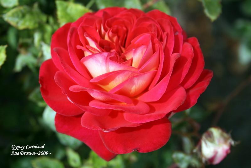 Photo of Rose (Rosa 'Gypsy Carnival') uploaded by Calif_Sue