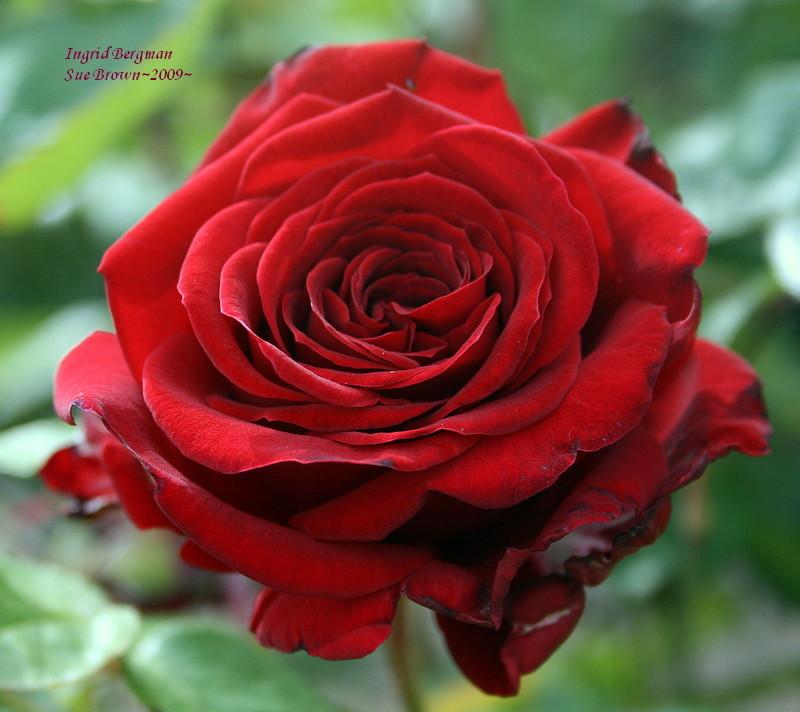 Photo of Rose (Rosa 'Ingrid Bergman') uploaded by Calif_Sue