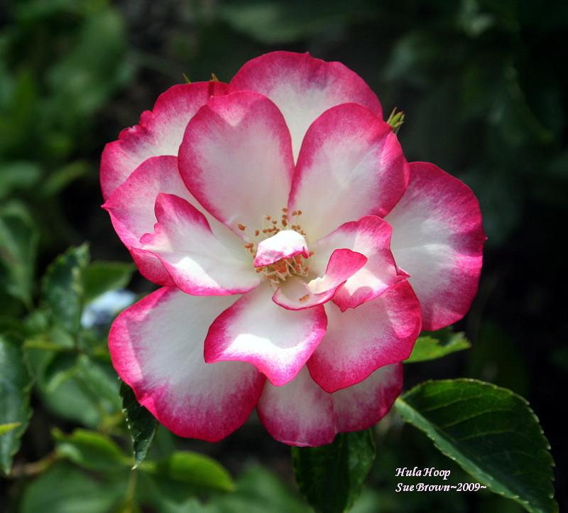 Photo of Rose (Rosa 'Hula Hoop') uploaded by Calif_Sue
