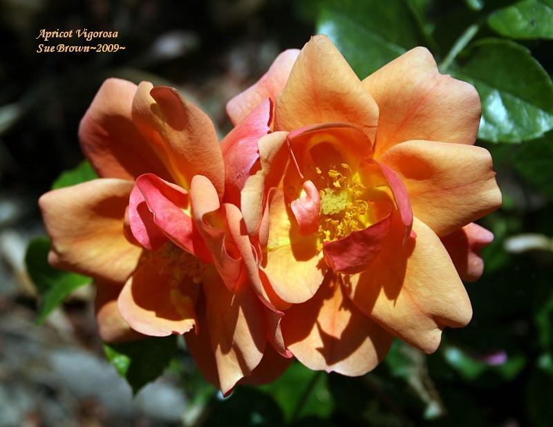 Photo of Rose (Rosa 'Aprikola') uploaded by Calif_Sue