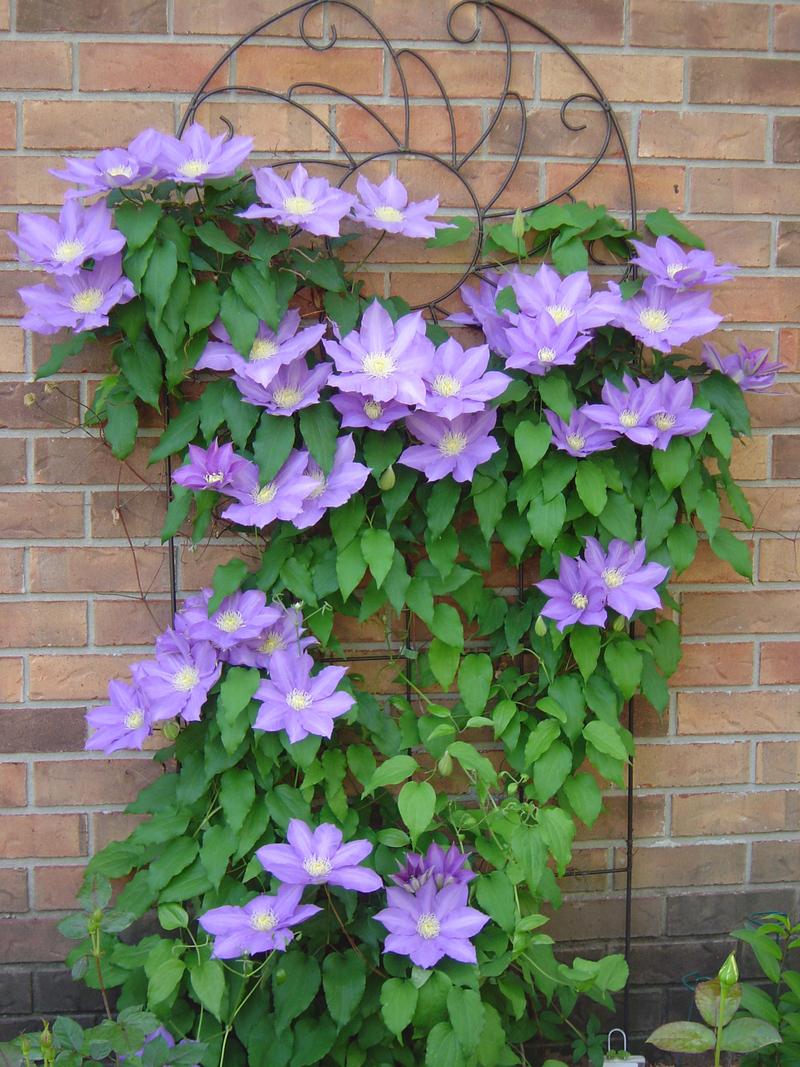 Photo of Clematis 'H.F. Young' uploaded by bedofroses