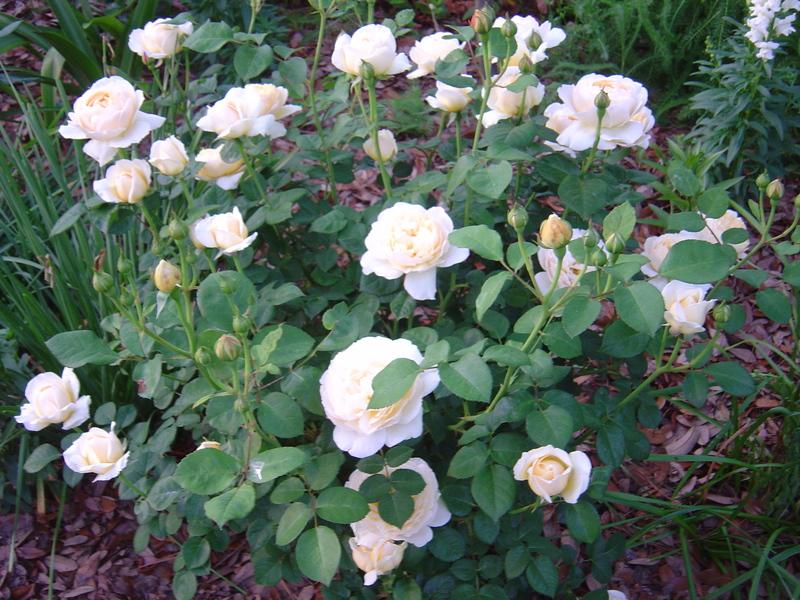 Photo of English Shrub Rose (Rosa 'Charlotte') uploaded by bedofroses