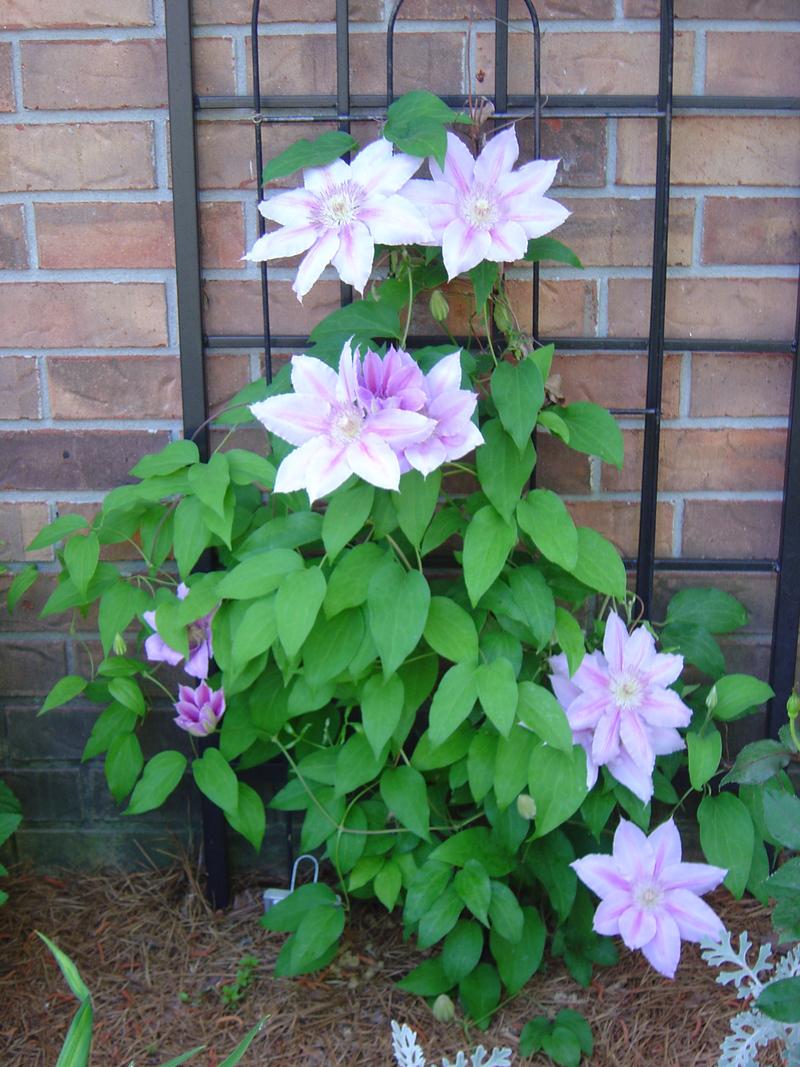 Photo of Clematis 'Bees' Jubilee' uploaded by bedofroses