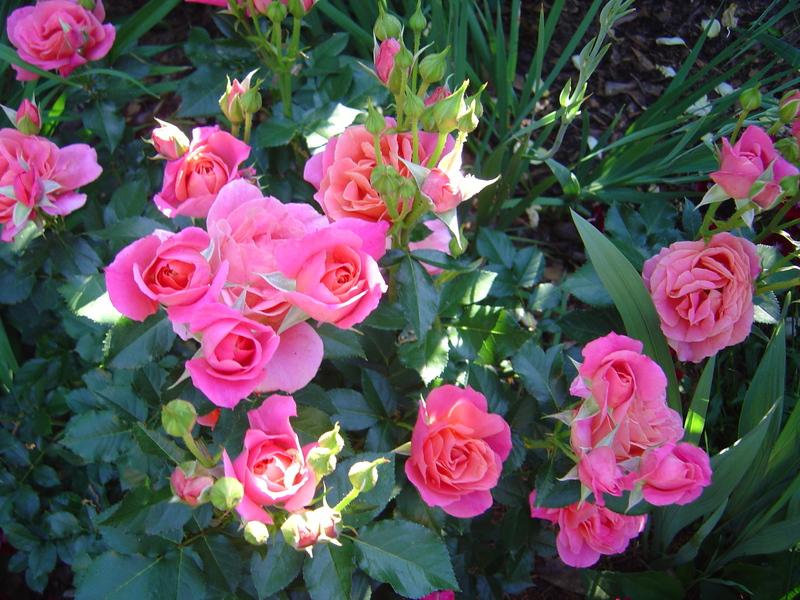 Photo of Rose (Rosa 'Disneyland Rose') uploaded by bedofroses