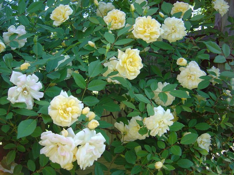 Photo of Rose (Rosa 'Malvern Hills') uploaded by bedofroses