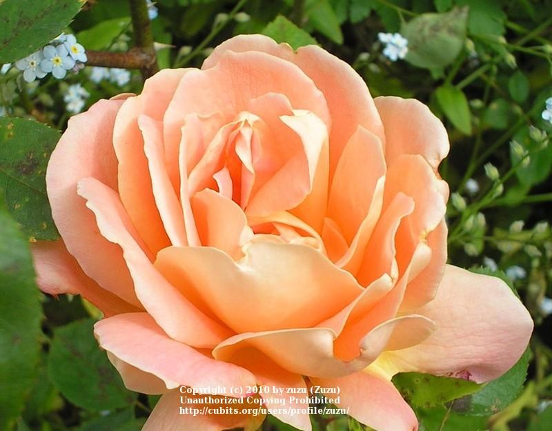 Photo of Rose (Rosa 'Hawaiian Sunset') uploaded by zuzu