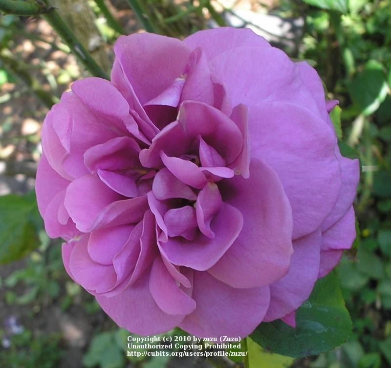 Photo of Rose (Rosa 'Heirloom') uploaded by zuzu