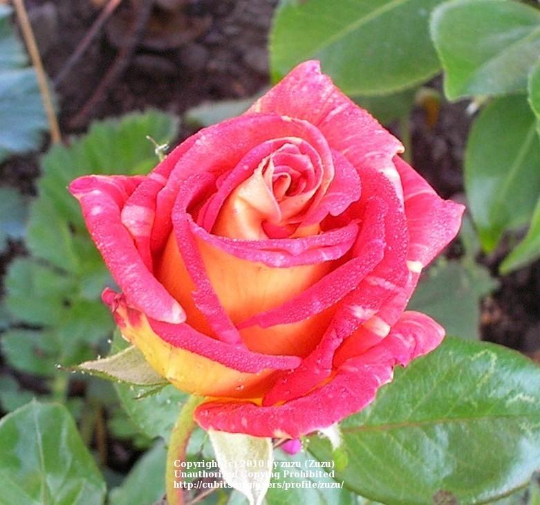 Photo of Rose (Rosa 'Harry Wheatcroft') uploaded by zuzu