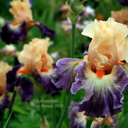 
At Schreiner's Iris Gardens, Oregon.