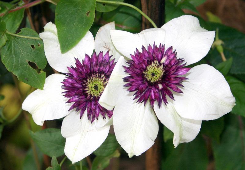 Photo of Clematis (Clematis florida 'Sieboldii') uploaded by Calif_Sue