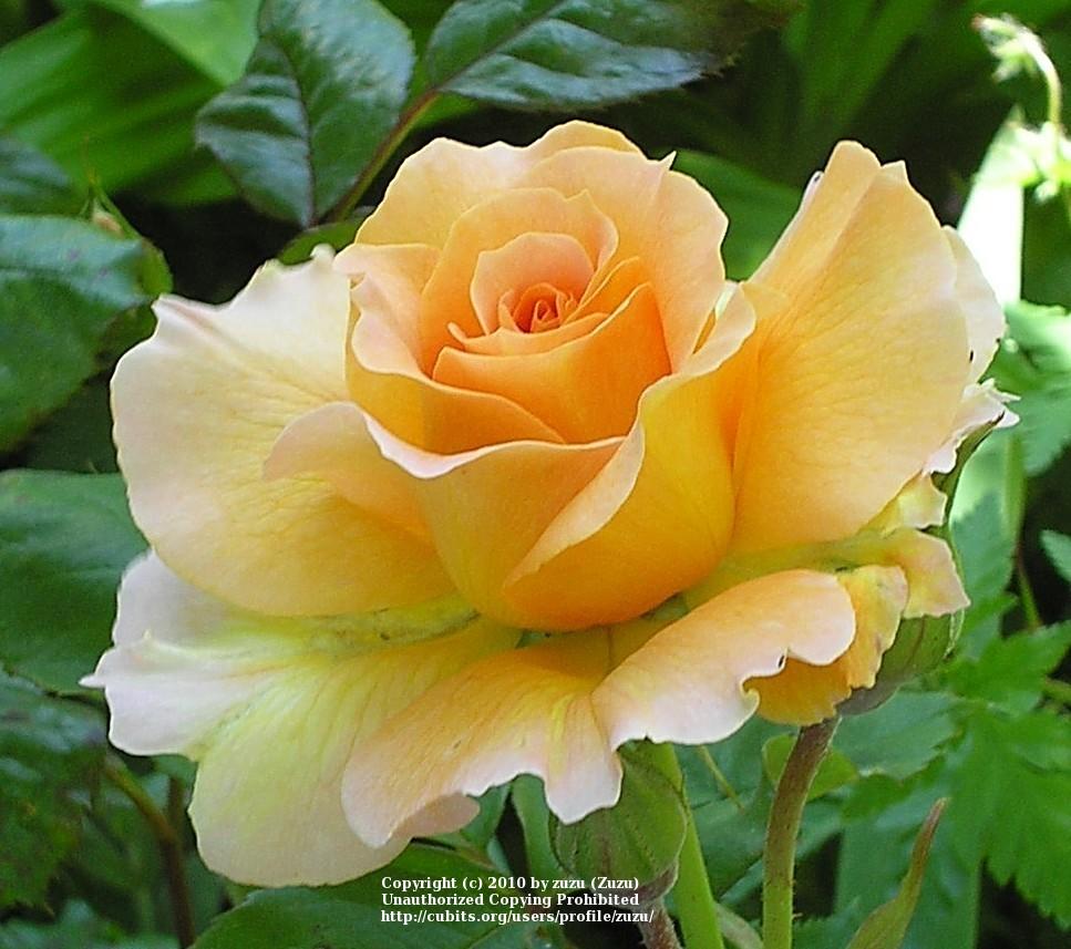 Photo of Rose (Rosa 'Honey Bouquet') uploaded by zuzu