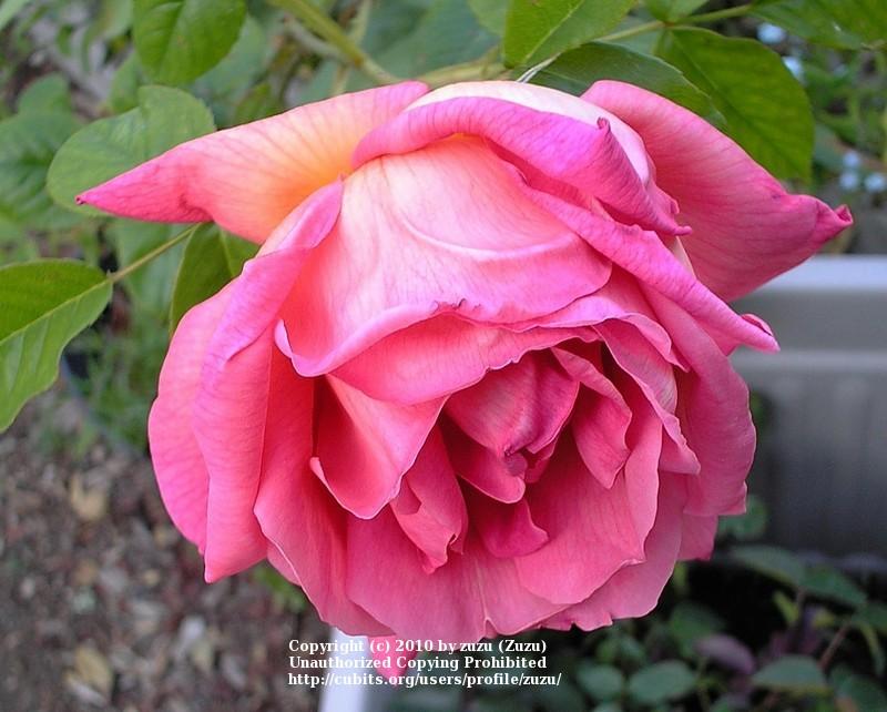 Photo of Rose (Rosa 'Invitation') uploaded by zuzu