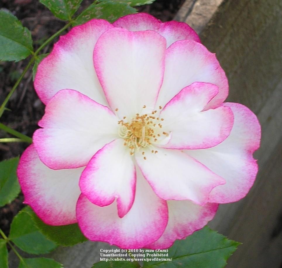 Photo of Rose (Rosa 'Hula Hoop') uploaded by zuzu