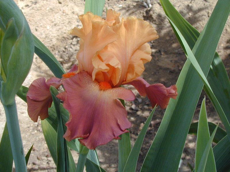 Photo of Tall Bearded Iris (Iris 'Lovely Senorita') uploaded by Betja