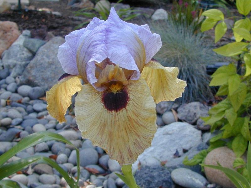 Photo of Arilbred Iris (Iris 'Onlooker') uploaded by Betja