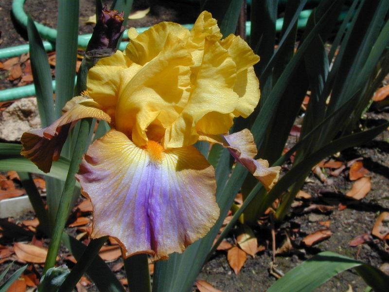 Photo of Tall Bearded Iris (Iris 'Can Can Dancer') uploaded by Betja