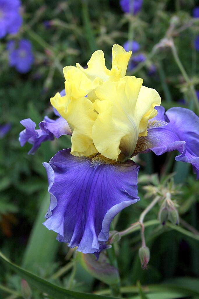 Photo of Tall Bearded Iris (Iris 'Edith Wolford') uploaded by Calif_Sue