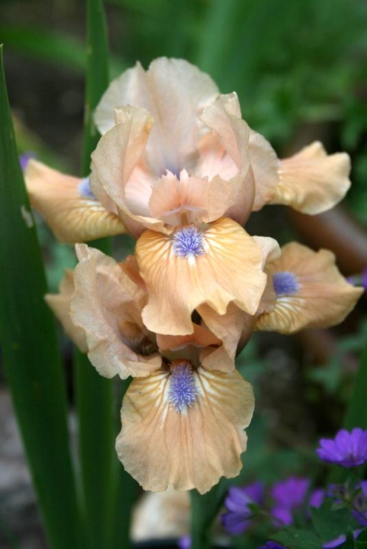 Photo of Standard Dwarf Bearded Iris (Iris 'Cocoa Pink') uploaded by Calif_Sue