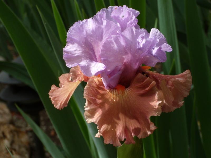 Photo of Tall Bearded Iris (Iris 'Adoree') uploaded by Betja