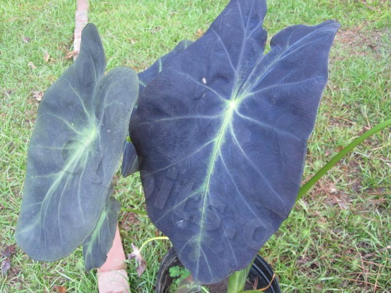 Photo of Imperial Taro (Colocasia esculenta 'Black Beauty') uploaded by Seray