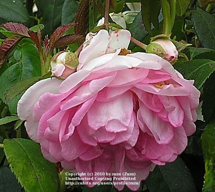 Photo of Rose (Rosa 'Jasmina') uploaded by zuzu