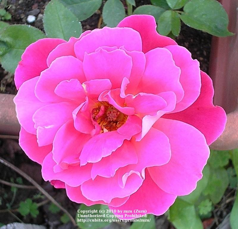 Photo of Rose (Rosa 'Fandango') uploaded by zuzu