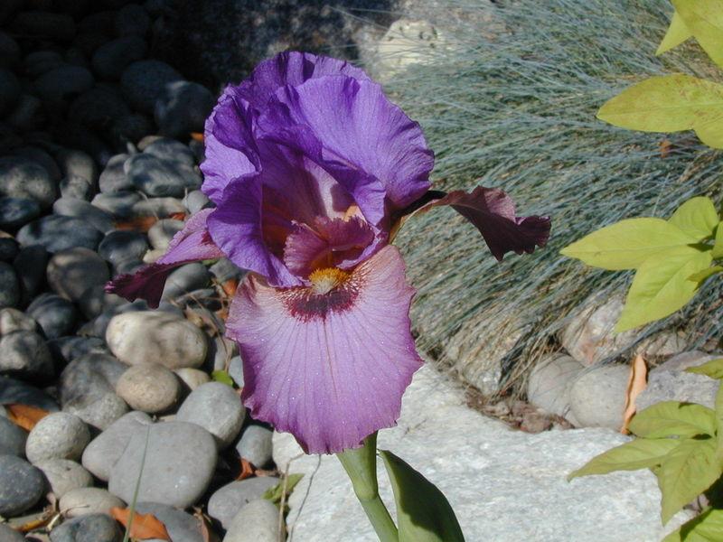 Photo of Arilbred Iris (Iris 'Suspect') uploaded by Betja