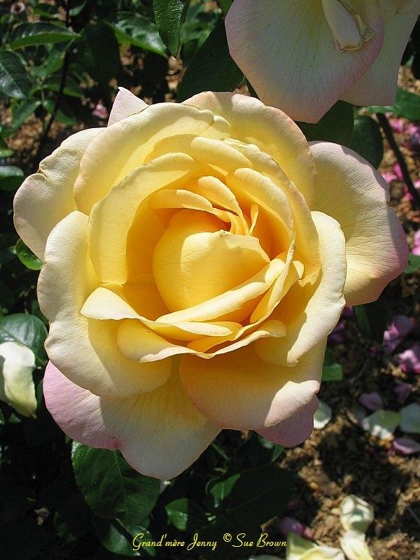Photo of Rose (Rosa 'Grand'mere Jenny') uploaded by Calif_Sue