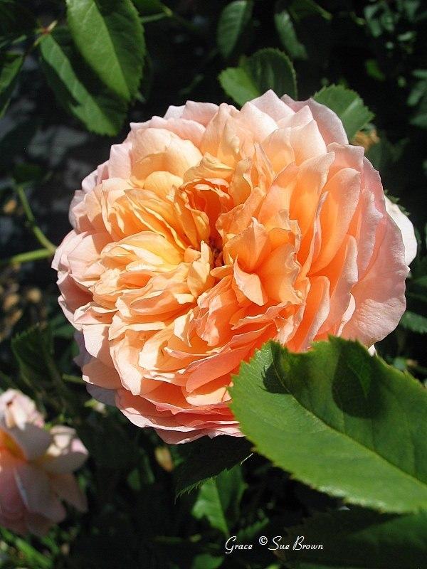 Photo of Rose (Rosa 'Grace') uploaded by Calif_Sue