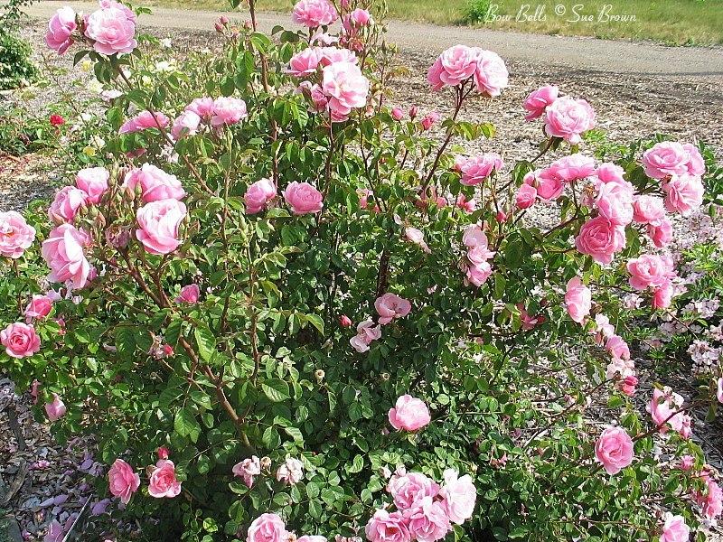 Photo of Rose (Rosa 'Bow Bells') uploaded by Calif_Sue
