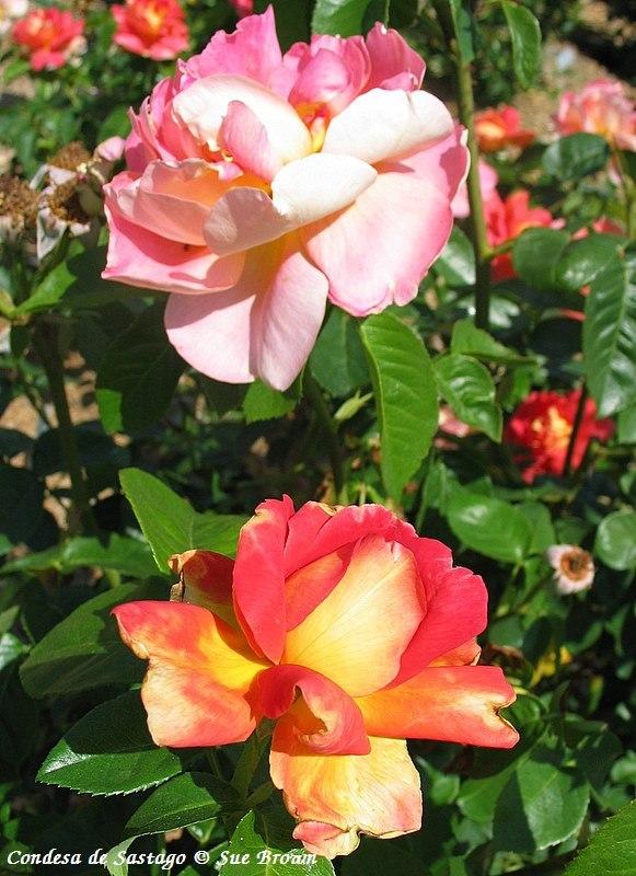 Photo of Rose (Rosa 'Condesa de Sastago') uploaded by Calif_Sue