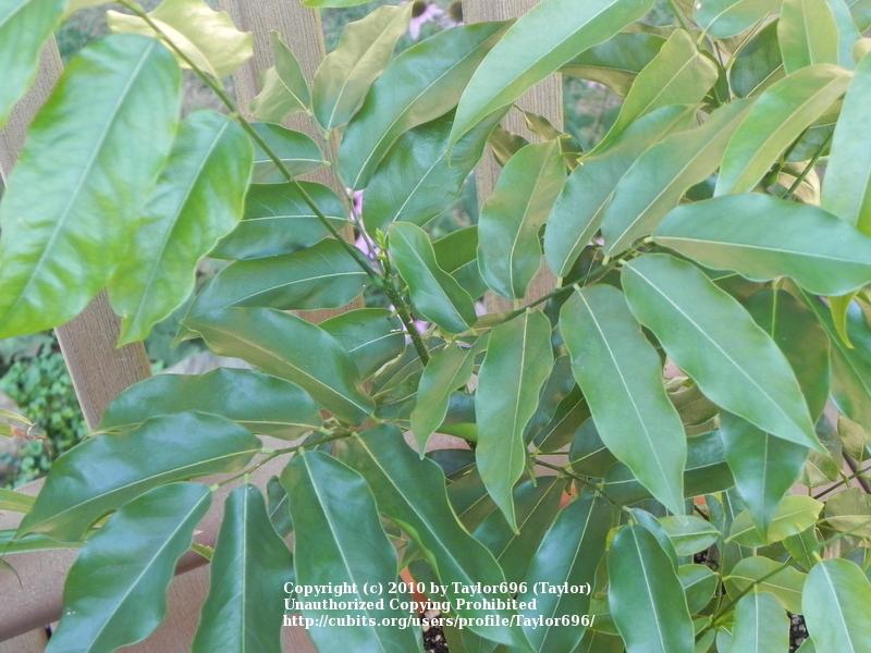 Photo of Moreton Bay Chestnut (Castanospermum australe) uploaded by Taylor696