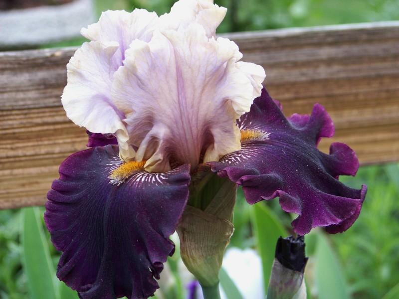 Photo of Tall Bearded Iris (Iris 'Plum Wicked') uploaded by mattsmom
