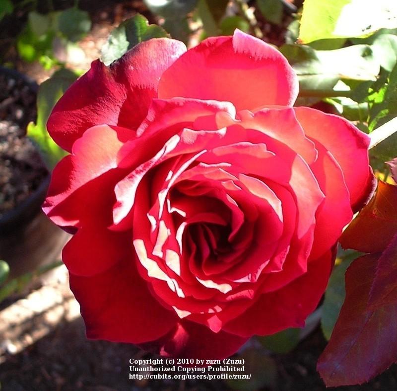 Photo of Rose (Rosa 'John S. Armstrong') uploaded by zuzu