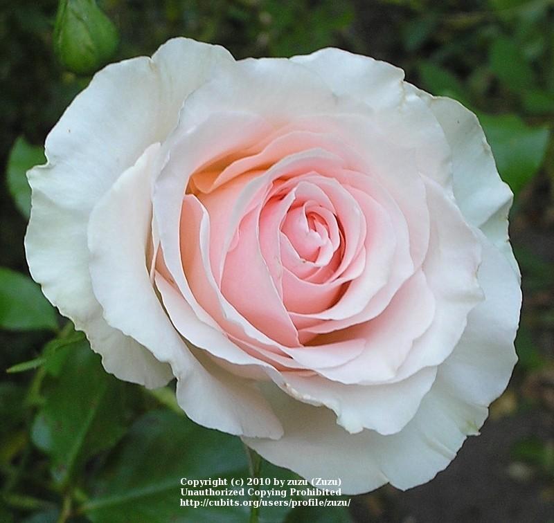 Photo of Rose (Rosa 'Johann Strauss') uploaded by zuzu