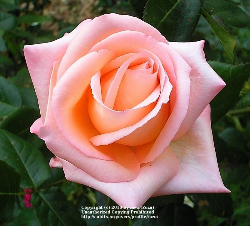 Photo of Rose (Rosa 'Joyfulness') uploaded by zuzu