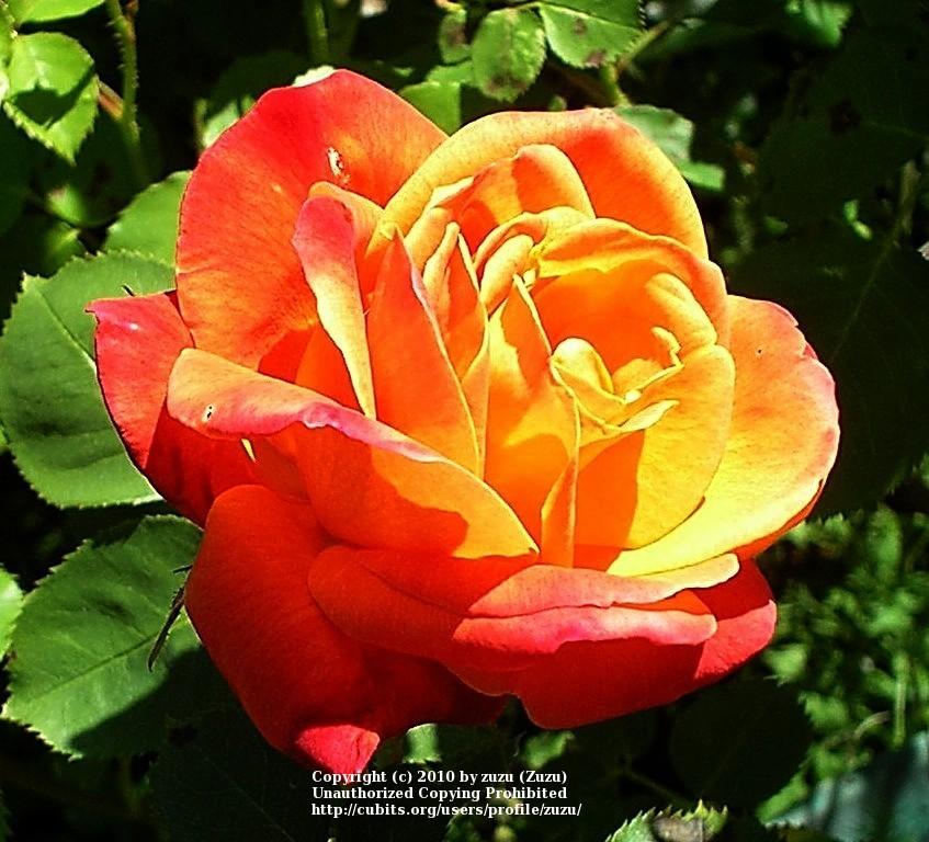 Photo of Rose (Rosa 'Joseph's Coat') uploaded by zuzu