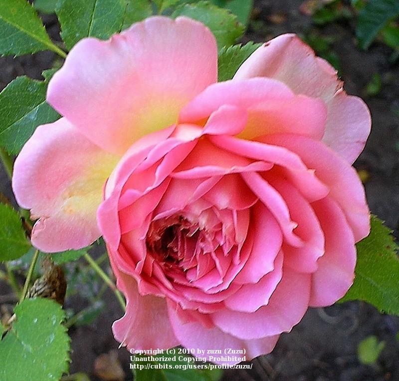 Photo of Rose (Rosa 'Jubilee Celebration') uploaded by zuzu
