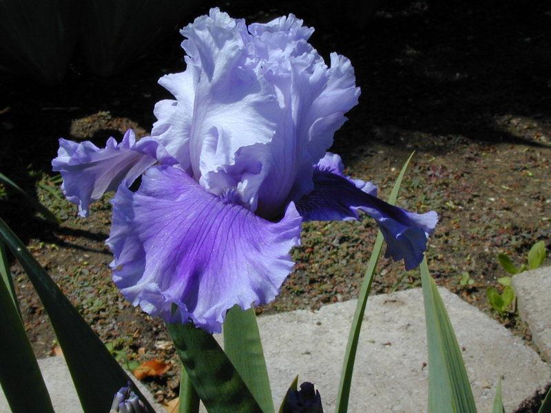 Photo of Tall Bearded Iris (Iris 'Solo Flight') uploaded by Betja