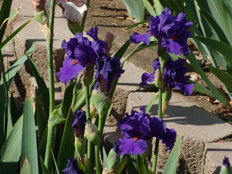 Photo of Tall Bearded Iris (Iris 'Paul Black') uploaded by Betja