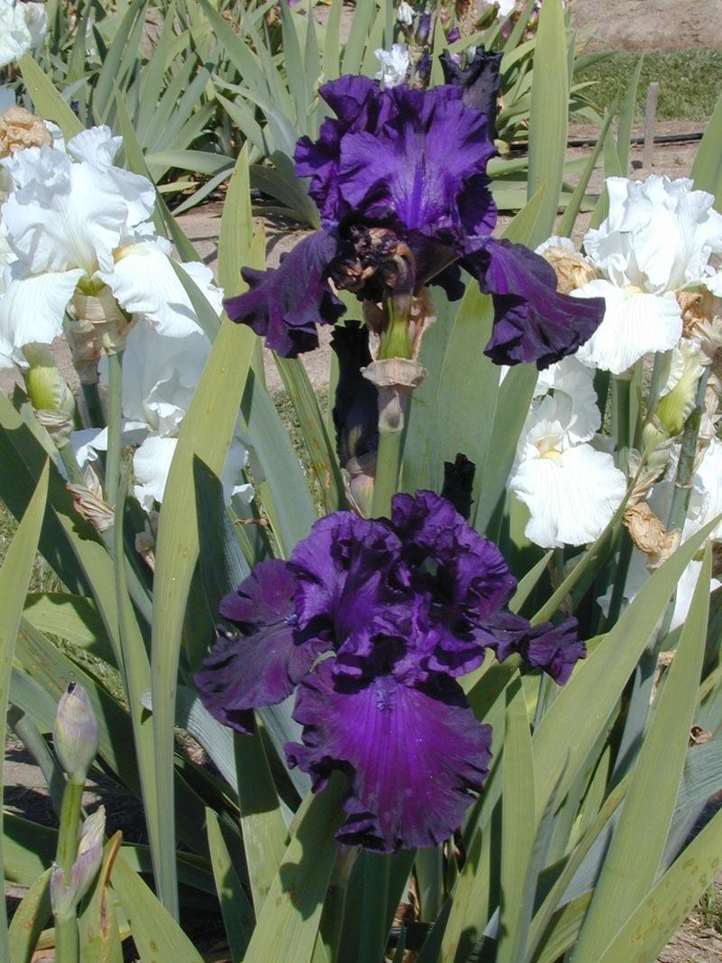 Photo of Tall Bearded Iris (Iris 'Shadows of Night') uploaded by Betja