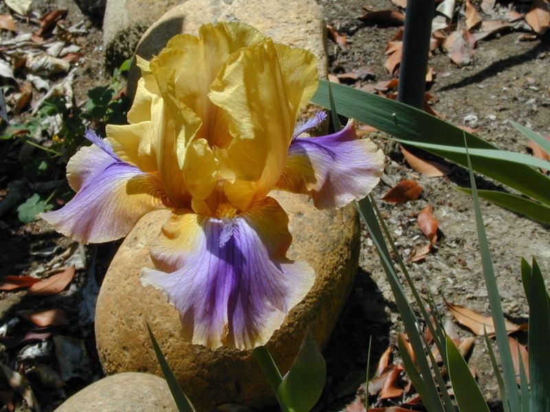 Photo of Border Bearded Iris (Iris 'Bermuda Triangle') uploaded by Betja