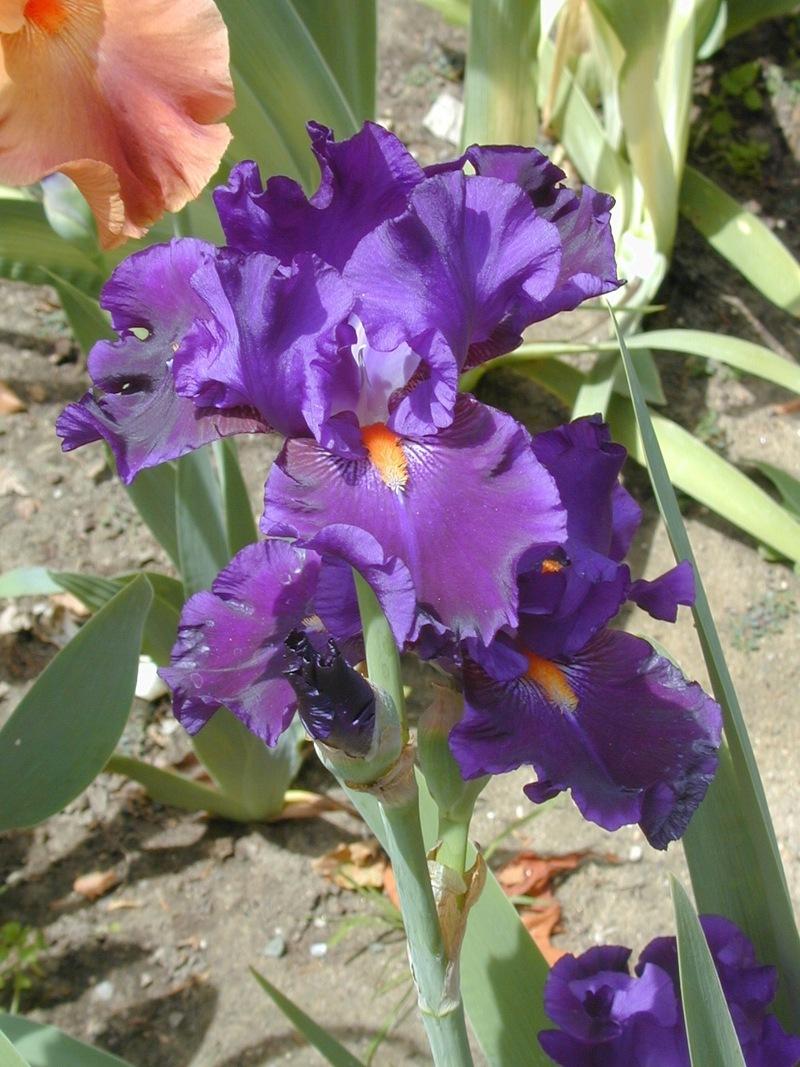Photo of Tall Bearded Iris (Iris 'Tom Johnson') uploaded by Betja