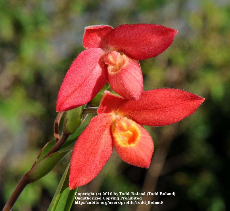 Photo of Orchid (Phragmipedium Jason Fischer) uploaded by Todd_Boland