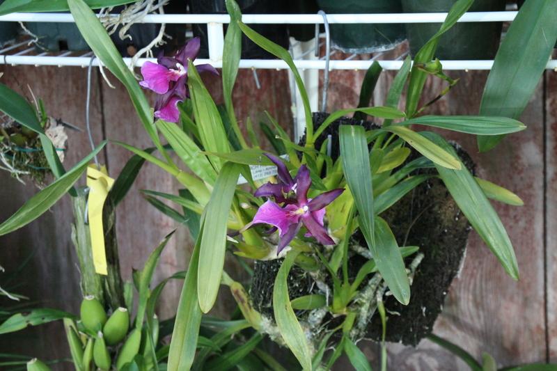 Photo of Orchid (Miltonia Anne Warne) uploaded by boojum