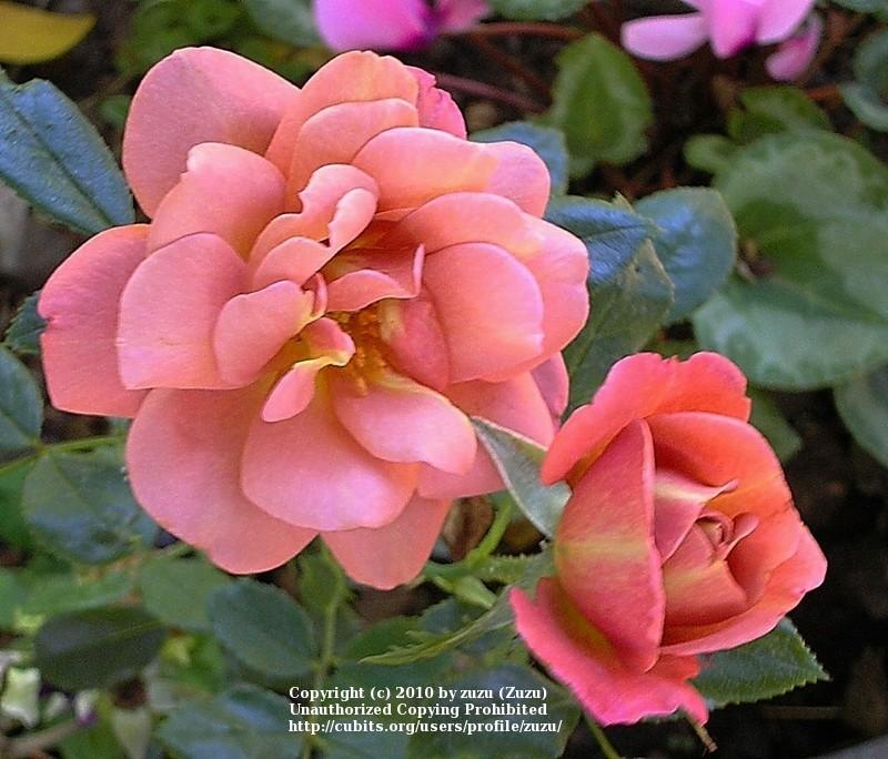 Photo of Rose (Rosa 'Kaleidoscope') uploaded by zuzu
